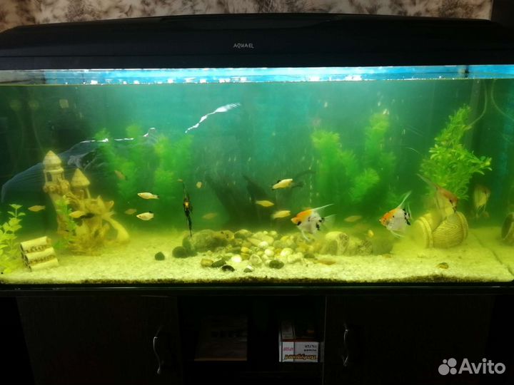 Аквариум с тумбой 240 л