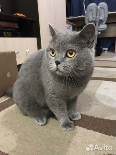 Кошка Британка отдам