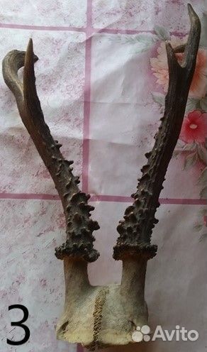Рога косули и коровы