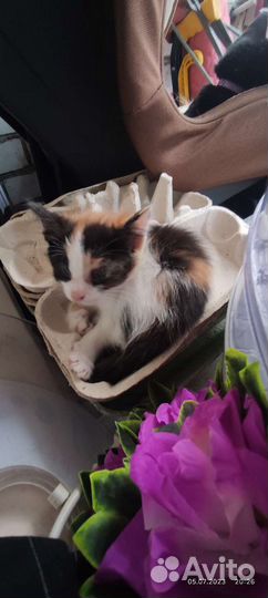 Котята в добрые руки 2 месеца