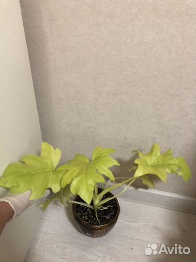 Филодендрон голд Сатин Тайский