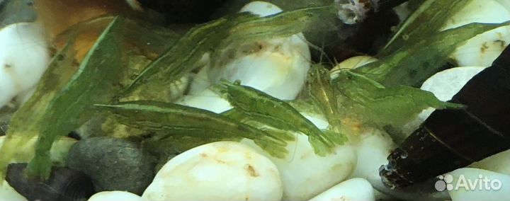 Креветки Бабаулти