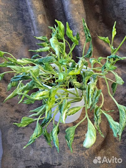 Сциндапсусы, эпипремнумы