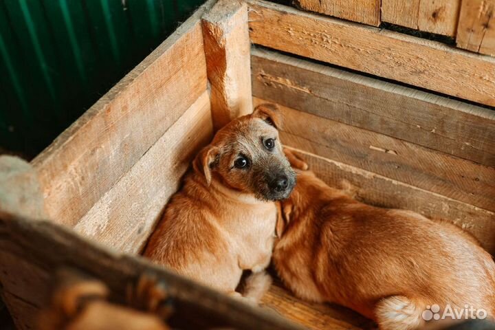 Собака в добрые руки