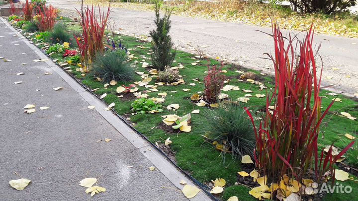 Императа Red Baron