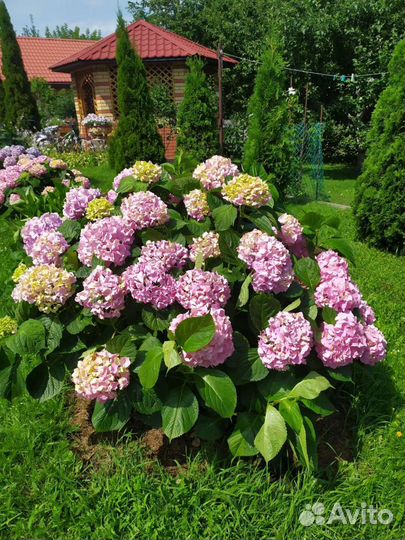 Гортензия крупнолистная