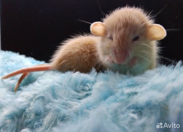 Крысята дамбо Марбл