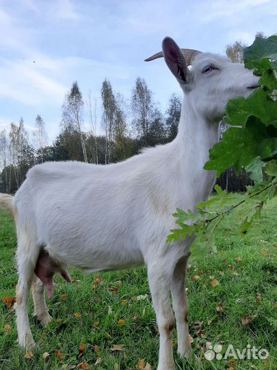 Зааненская дойная коза и козочка