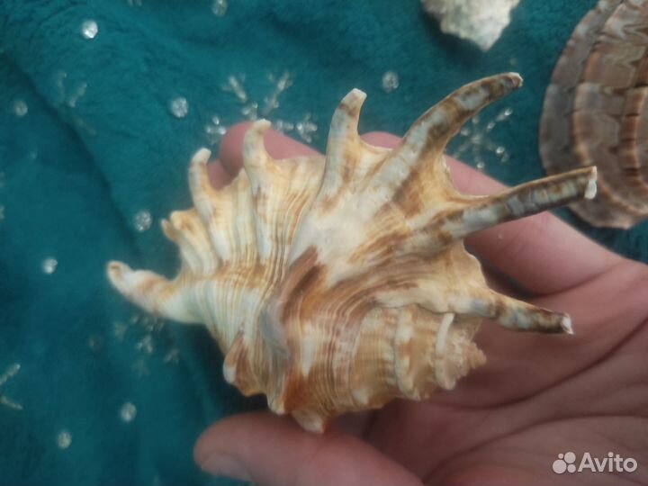 Коллекция ракушек для аквариума