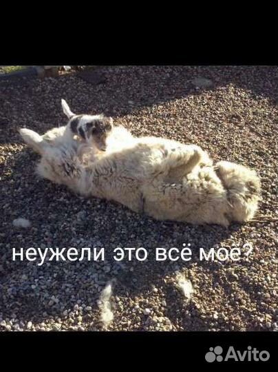 Фокстерьер жесткошерстный вязка кобель