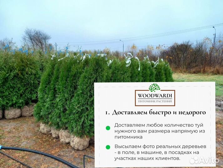 Туя Брабант 1,5 м