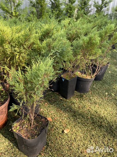 Можжевельник Казацкий. Туи.Сосны