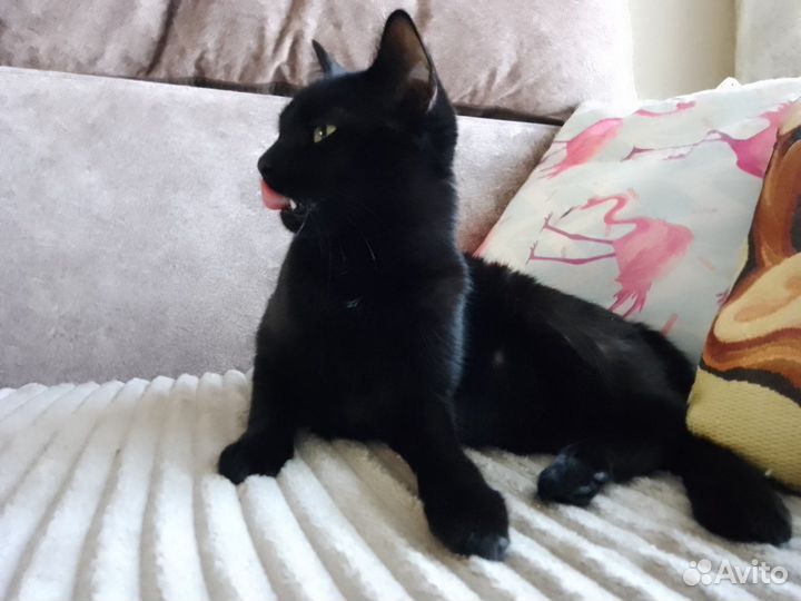 Черная Пантера