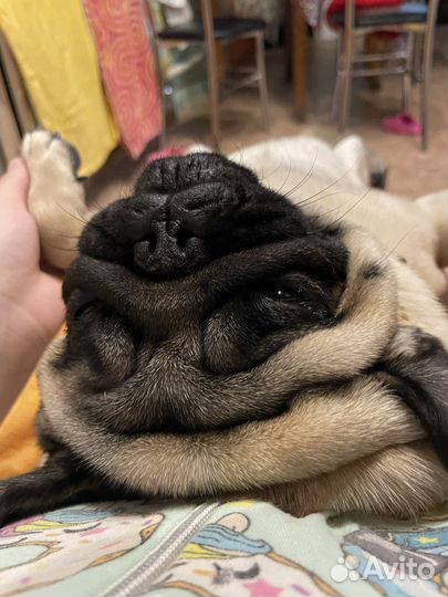 Мопс вязка мальчик