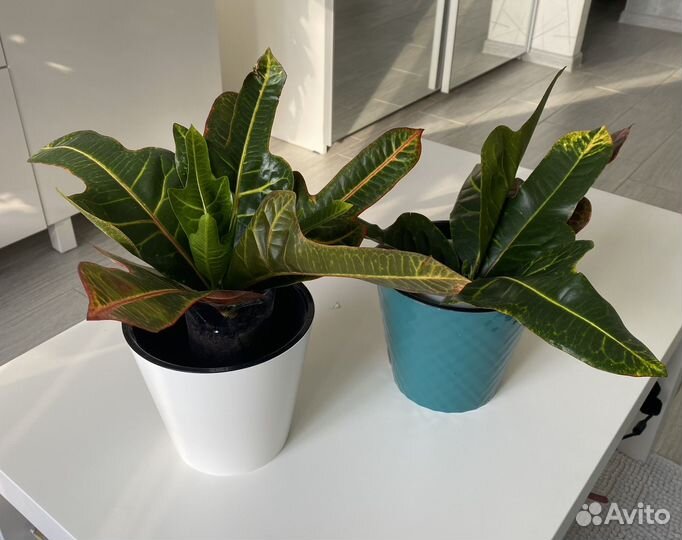 Комнатные цветы кротон
