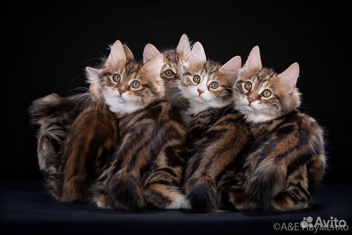 Вязка. Продажа котят