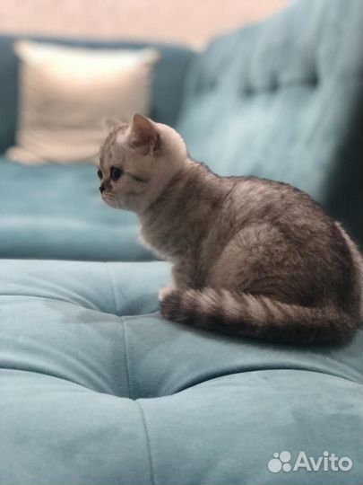 Шотландская кошечка
