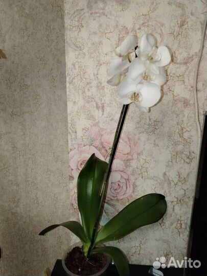 Орхидея фаленопсис