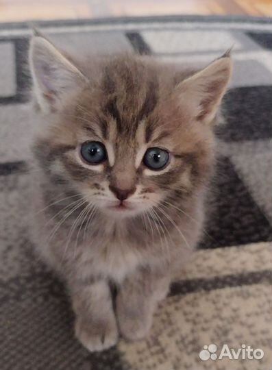 Котята в добрые руки бесплатно