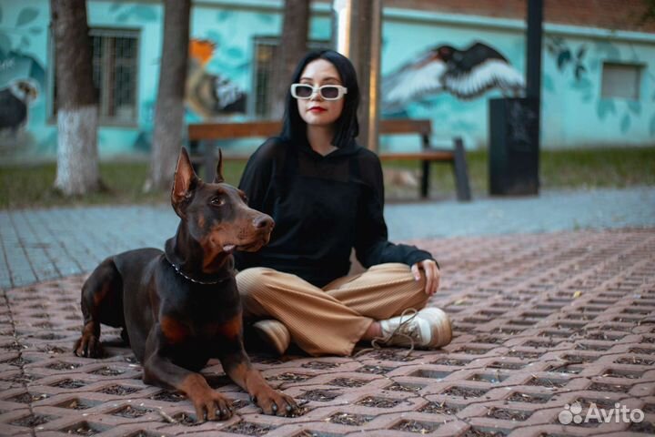 Фотосессия с доберманом