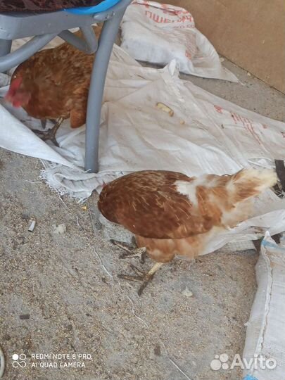 Куры несушки ломан braun