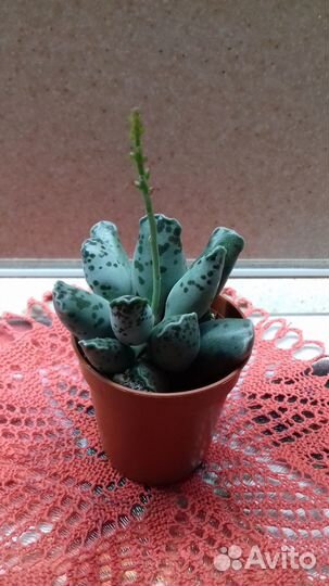 Адромискус