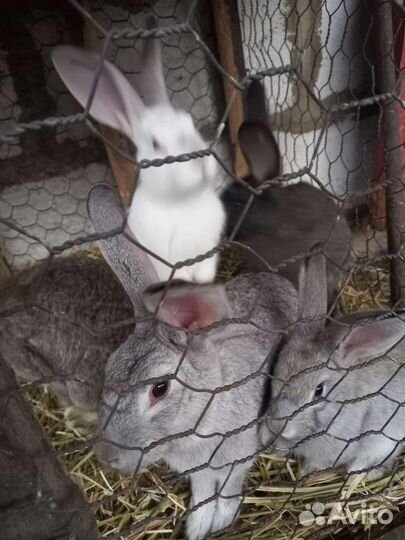 Продам кроликов
