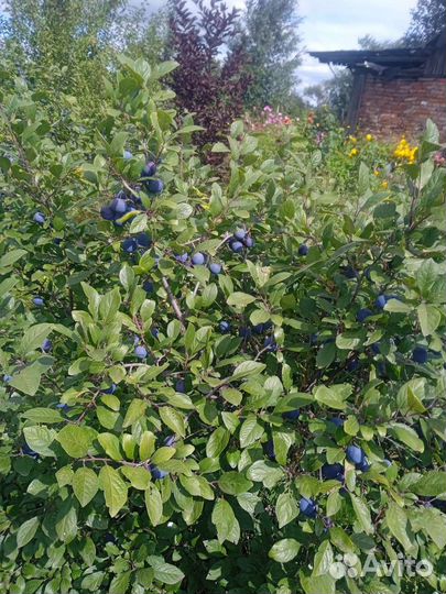 Саженцы сливы, вишни, многолетние цветы, ягоды