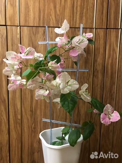 Бугенвиллия