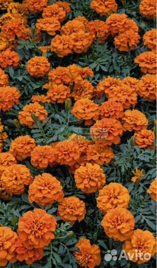 Цветочная рассада однолетних культур