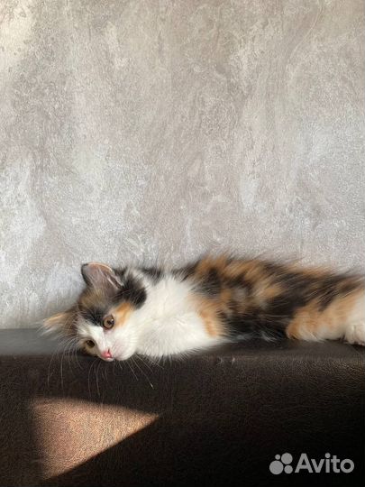 Котенок мальчик