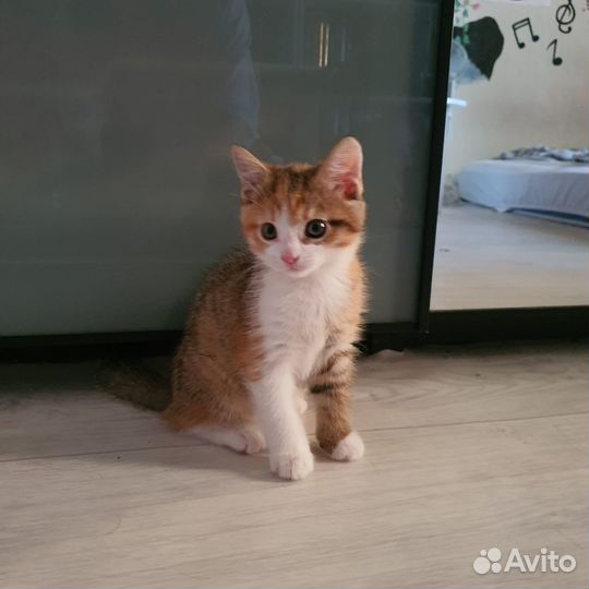Котенок в добрые руки