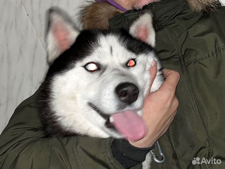 Потерялась собака