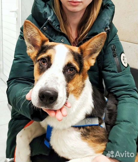 Собака Барни в добрые ручки