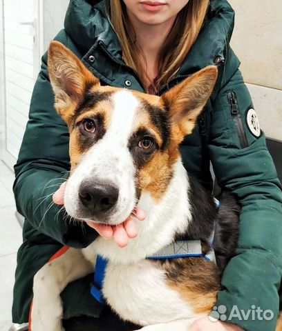 Собака Барни в добрые ручки