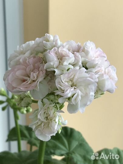 Пеларгонии (герани) сортовые