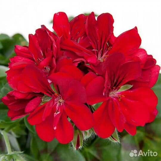 Герань пеларгония плющелистная