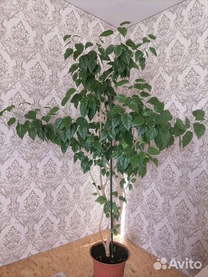 Фикус бенджамина