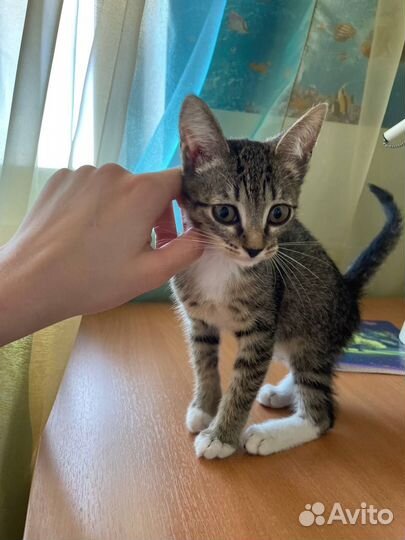 Котёнок бесплатно