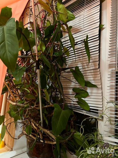 Растение филодендрон 12 лет