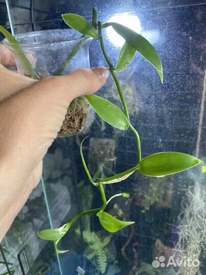 Орхидея ваниль