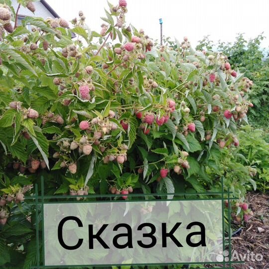 Малина летняя сорт 