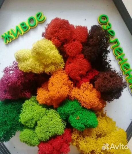 Стабилизированный мох Ягель, Кочка, Пласт