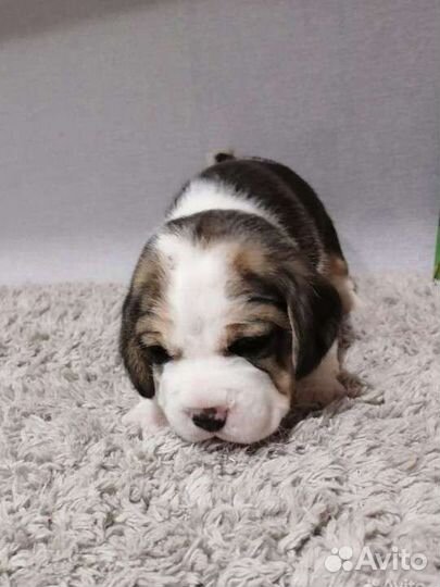 Бигль щенки