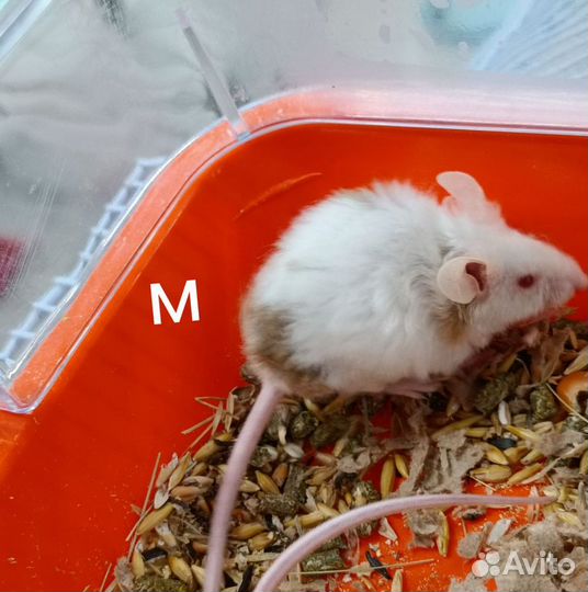 Кучерявые мышки
