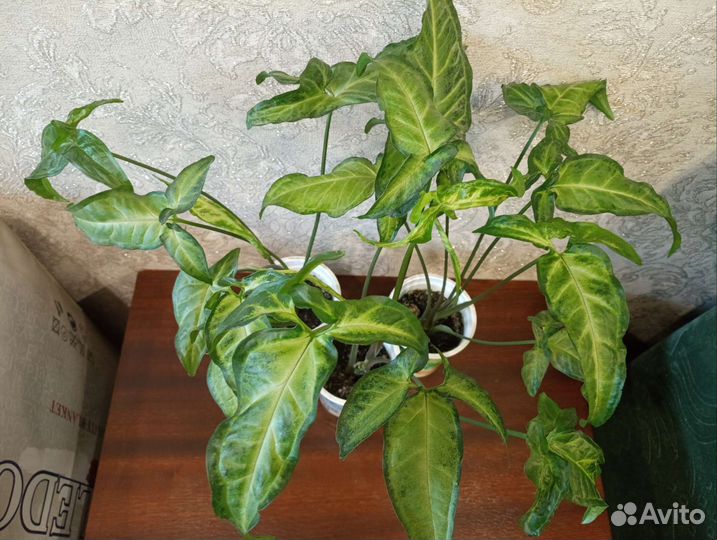 Сингониум Сансевиерия