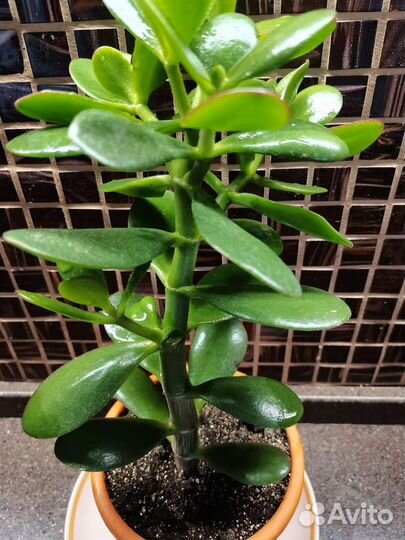 Денежное дерево (Толстянка)