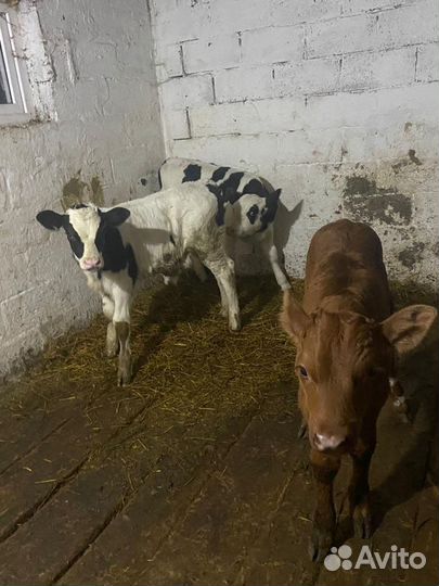 Домашние бычки