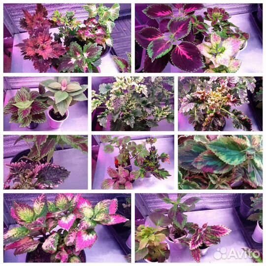 Колеус вегетативный