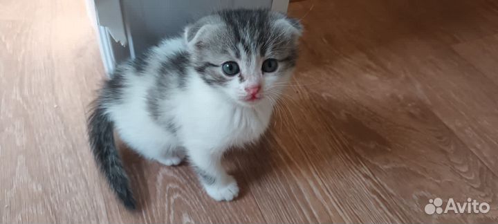 Котята Вислоухие Бесплатно
